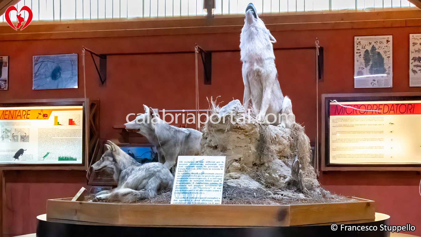 Museo Naturalistico del Parco Nazionale della Sila Museo Naturalistico del Parco Nazionale della Sila