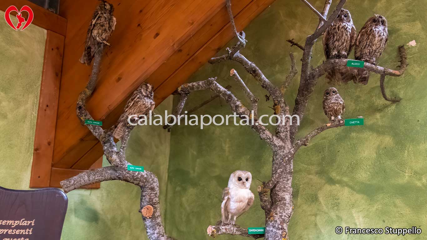 Museo Naturalistico del Parco Nazionale della Sila Museo Naturalistico del Parco Nazionale della Sila