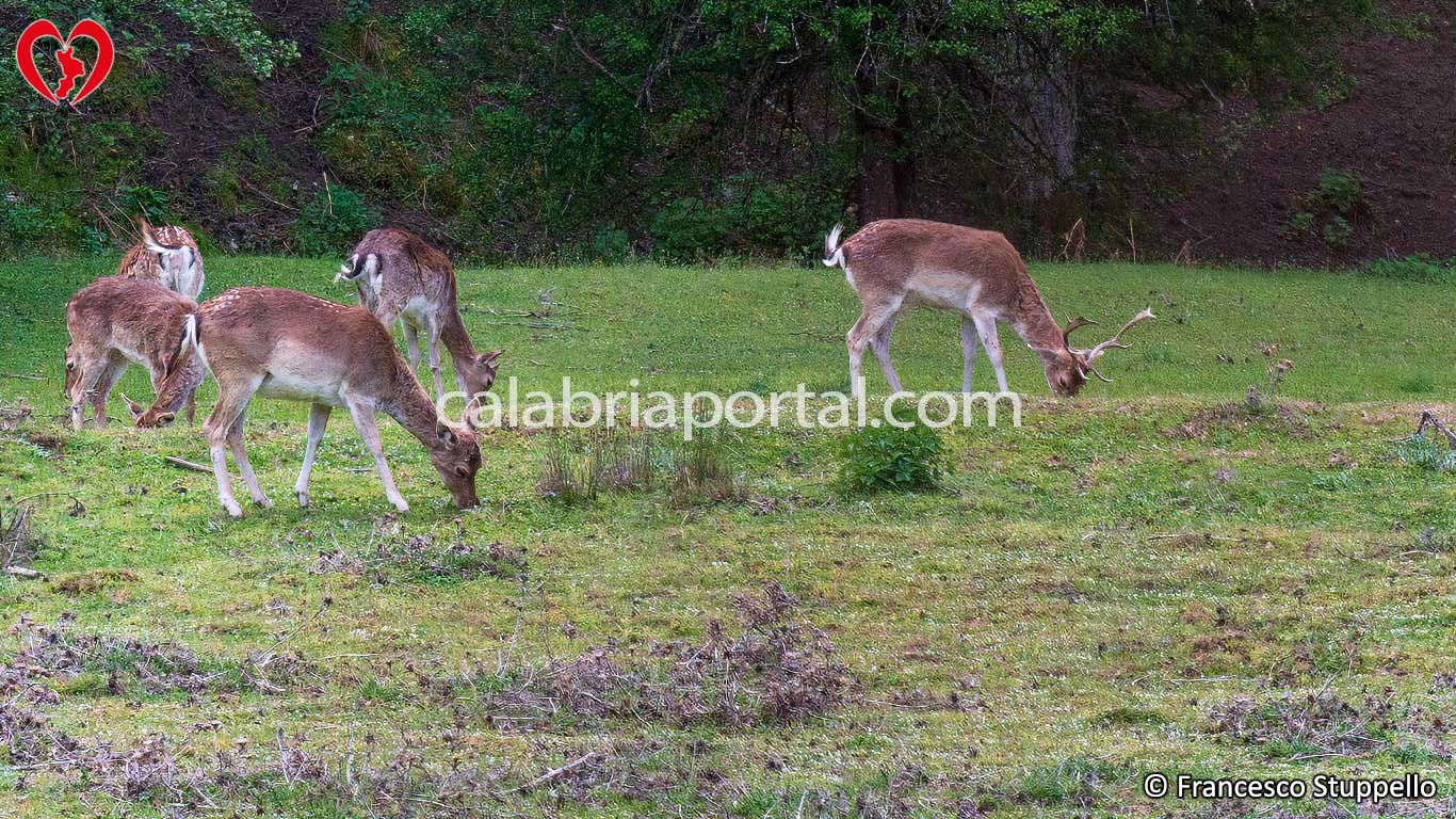 Recinti Faunistici del Centro Visita di Cupone: Parco Nazionale della Sila Recinti Faunistici del Centro Visita di Cupone: Parco Nazionale della Sila