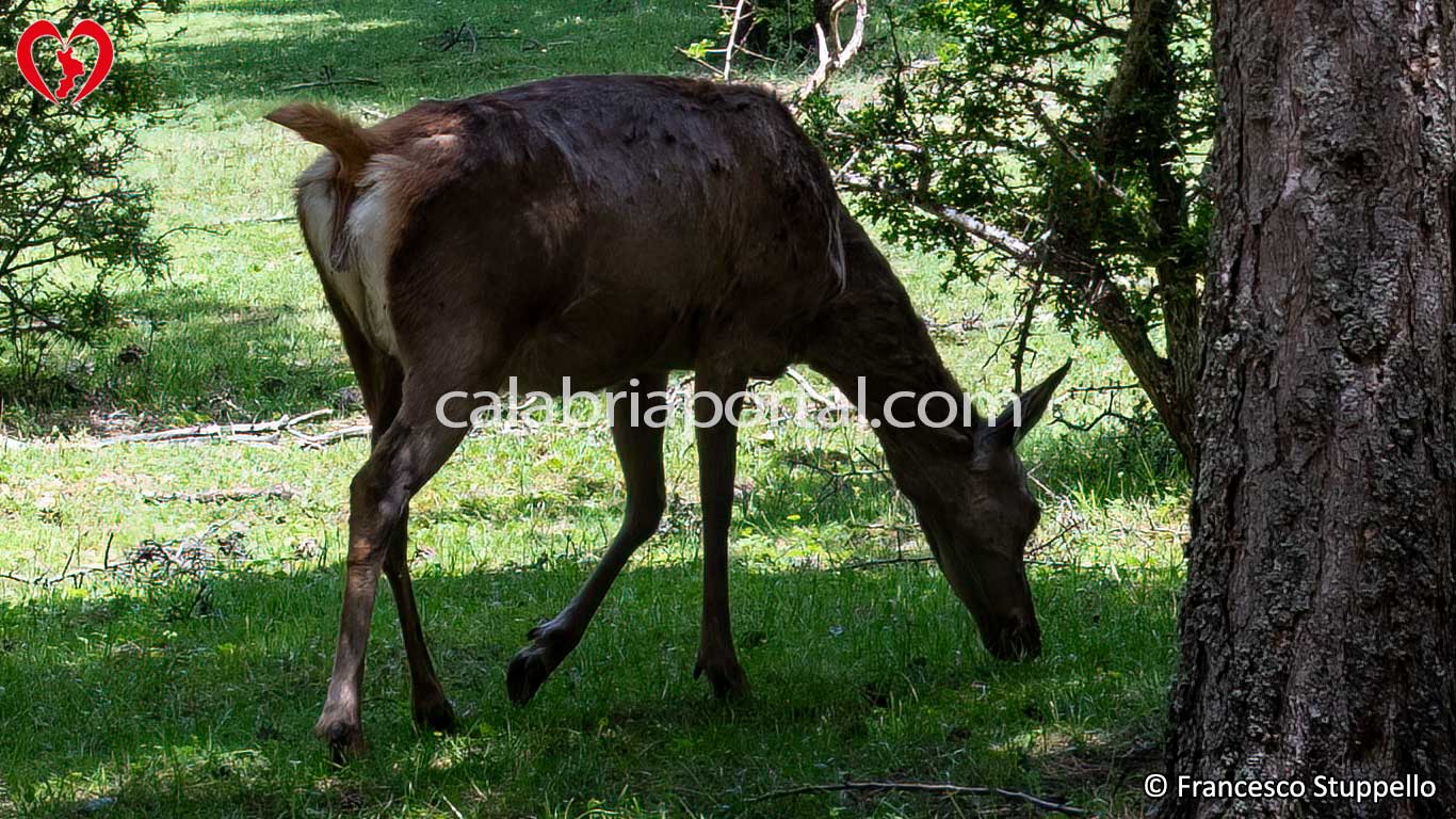 Recinti Faunistici del Centro Visita di Cupone: Parco Nazionale della Sila Recinti Faunistici del Centro Visita di Cupone: Parco Nazionale della Sila