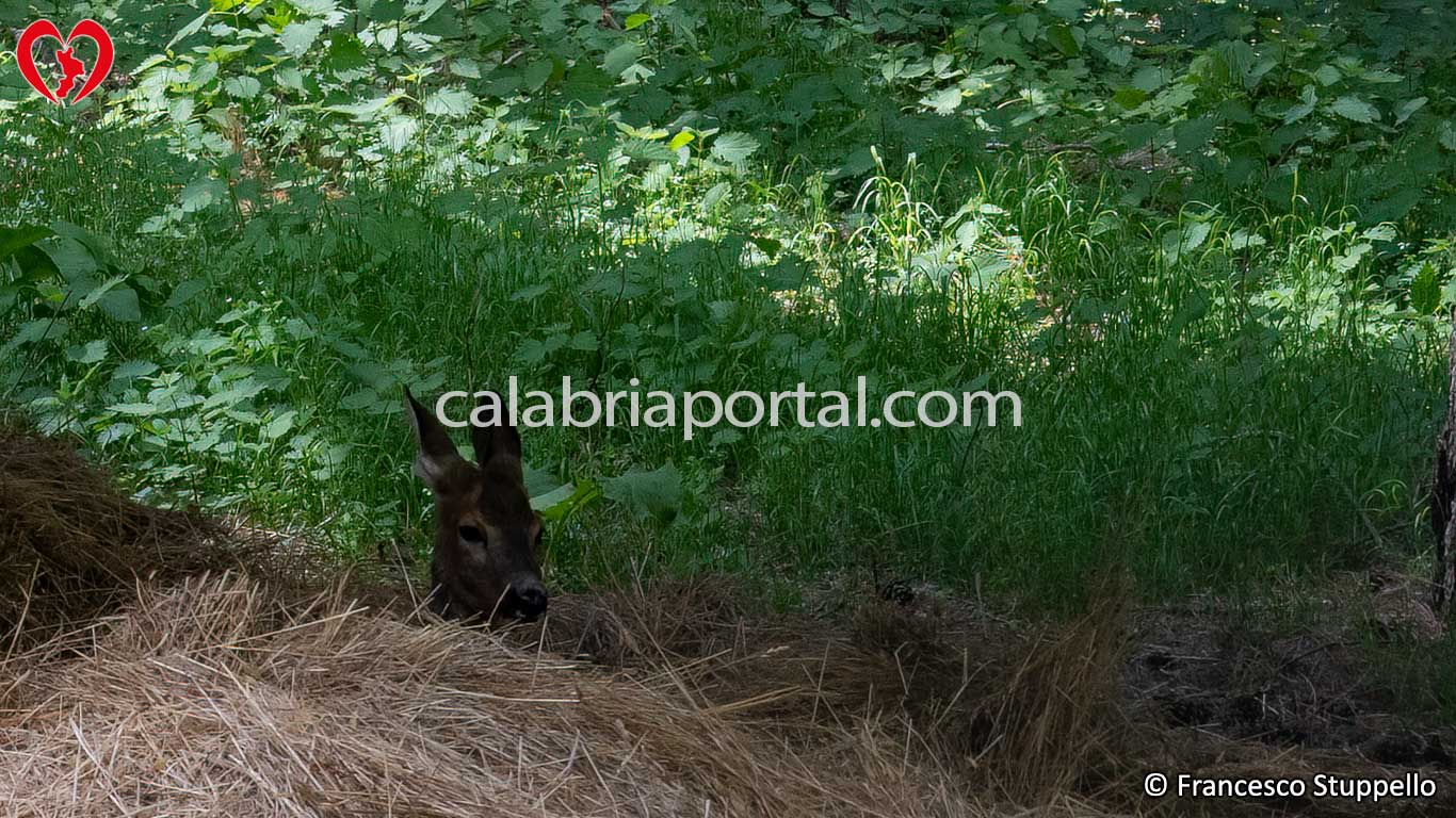 Recinti Faunistici del Centro Visita di Cupone: Parco Nazionale della Sila Recinti Faunistici del Centro Visita di Cupone: Parco Nazionale della Sila