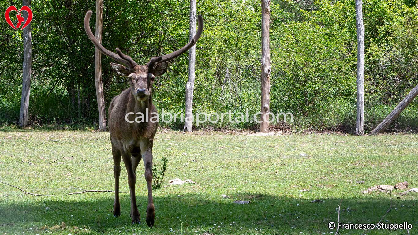 Recinti Faunistici del Centro Visita di Cupone: Parco Nazionale della Sila Recinti Faunistici del Centro Visita di Cupone: Parco Nazionale della Sila