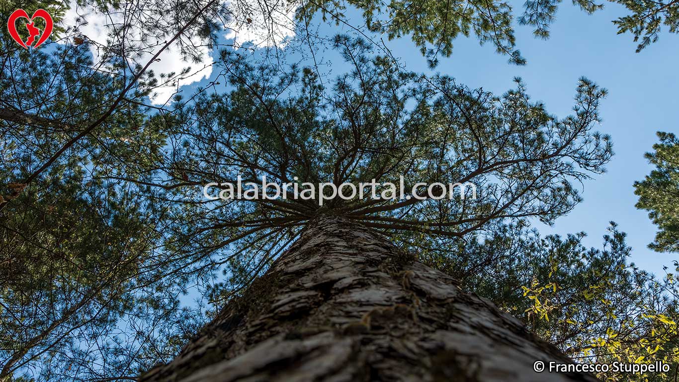 Sentieri Naturalistici del Parco Nazionale della Sila Sentieri Naturalistici del Parco Nazionale della Sila