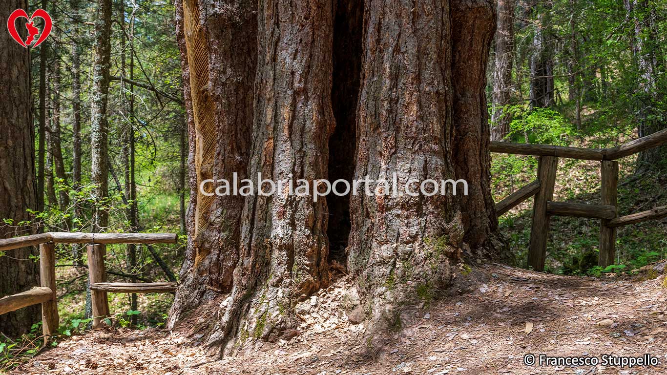 Sentieri Naturalistici del Parco Nazionale della Sila Sentieri Naturalistici del Parco Nazionale della Sila