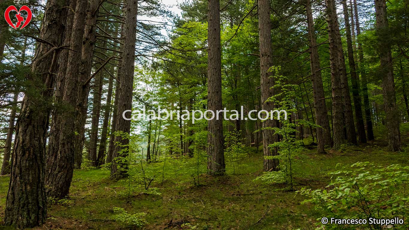 Parco Nazionale della Sila: i Giganti di Fallistro Parco Nazionale della Sila: i Giganti di Fallistro