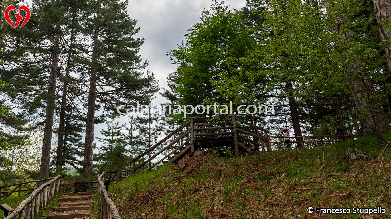 Parco Nazionale della Sila: i Giganti di Fallistro Parco Nazionale della Sila: i Giganti di Fallistro