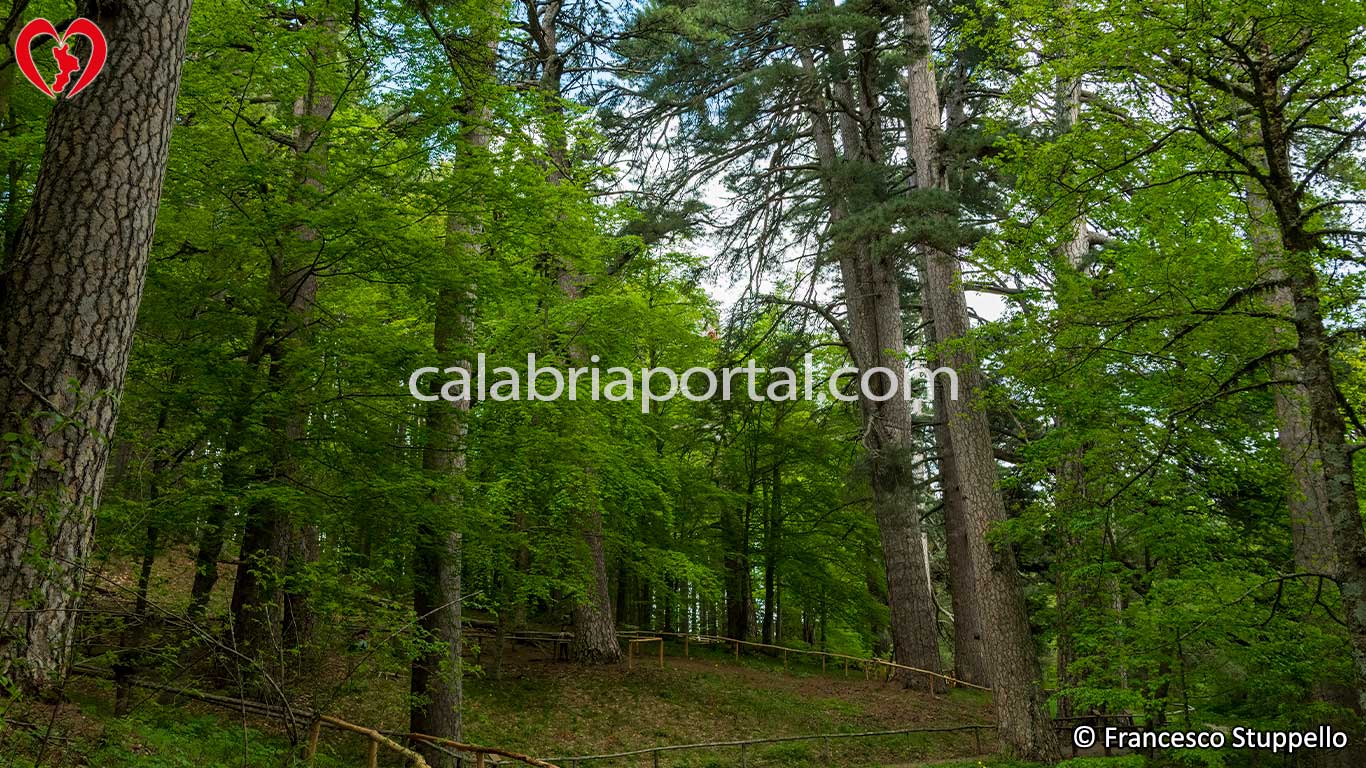 Parco Nazionale della Sila: i Giganti di Fallistro Parco Nazionale della Sila: i Giganti di Fallistro