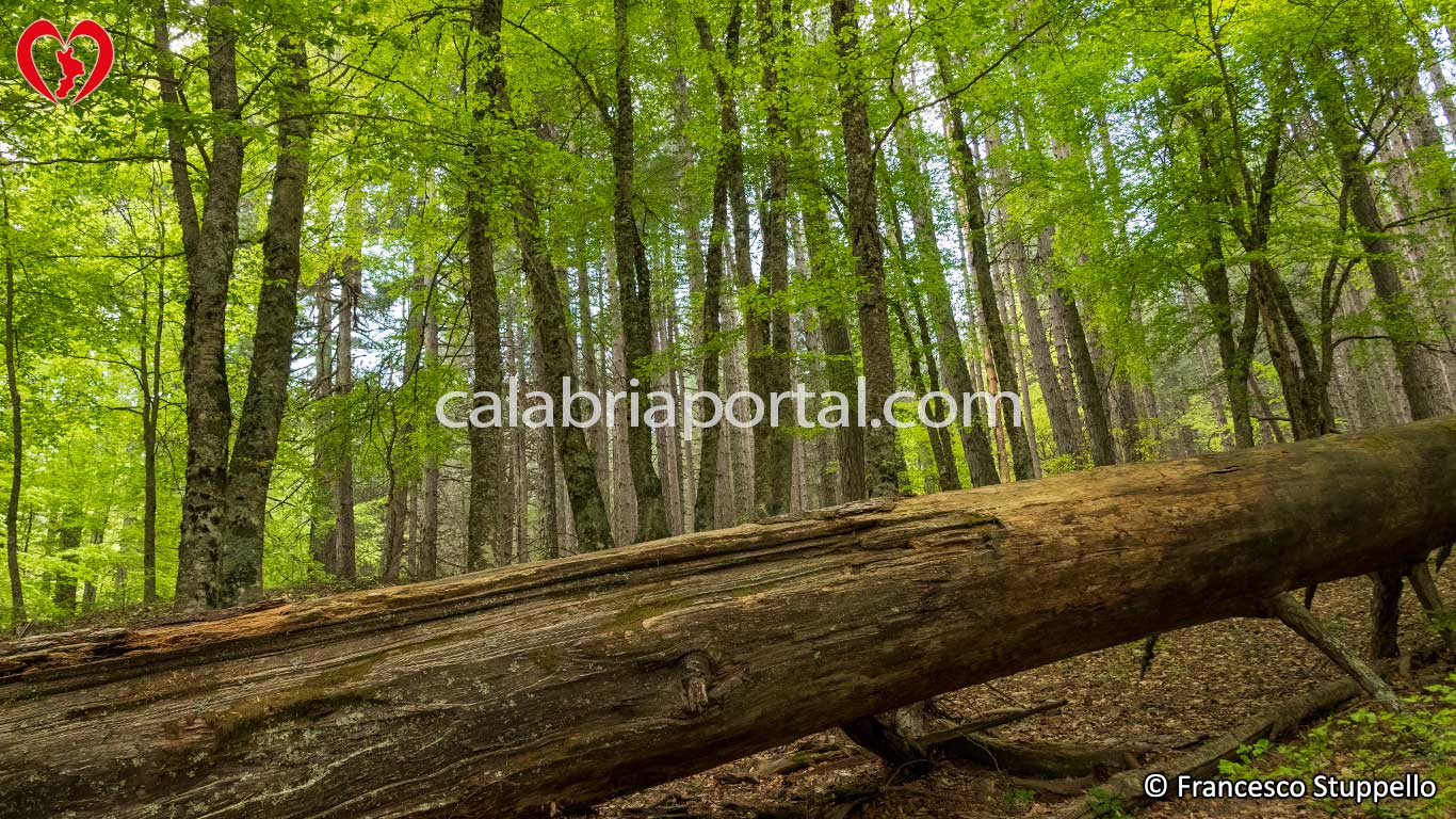 Parco Nazionale della Sila: i Giganti di Fallistro Parco Nazionale della Sila: i Giganti di Fallistro