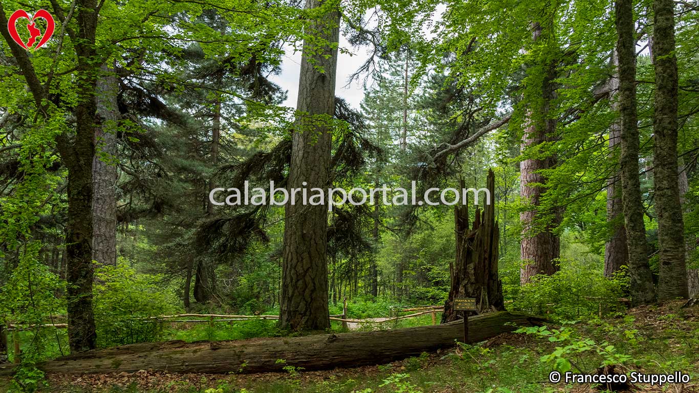 Parco Nazionale della Sila: i Giganti di Fallistro Parco Nazionale della Sila: i Giganti di Fallistro