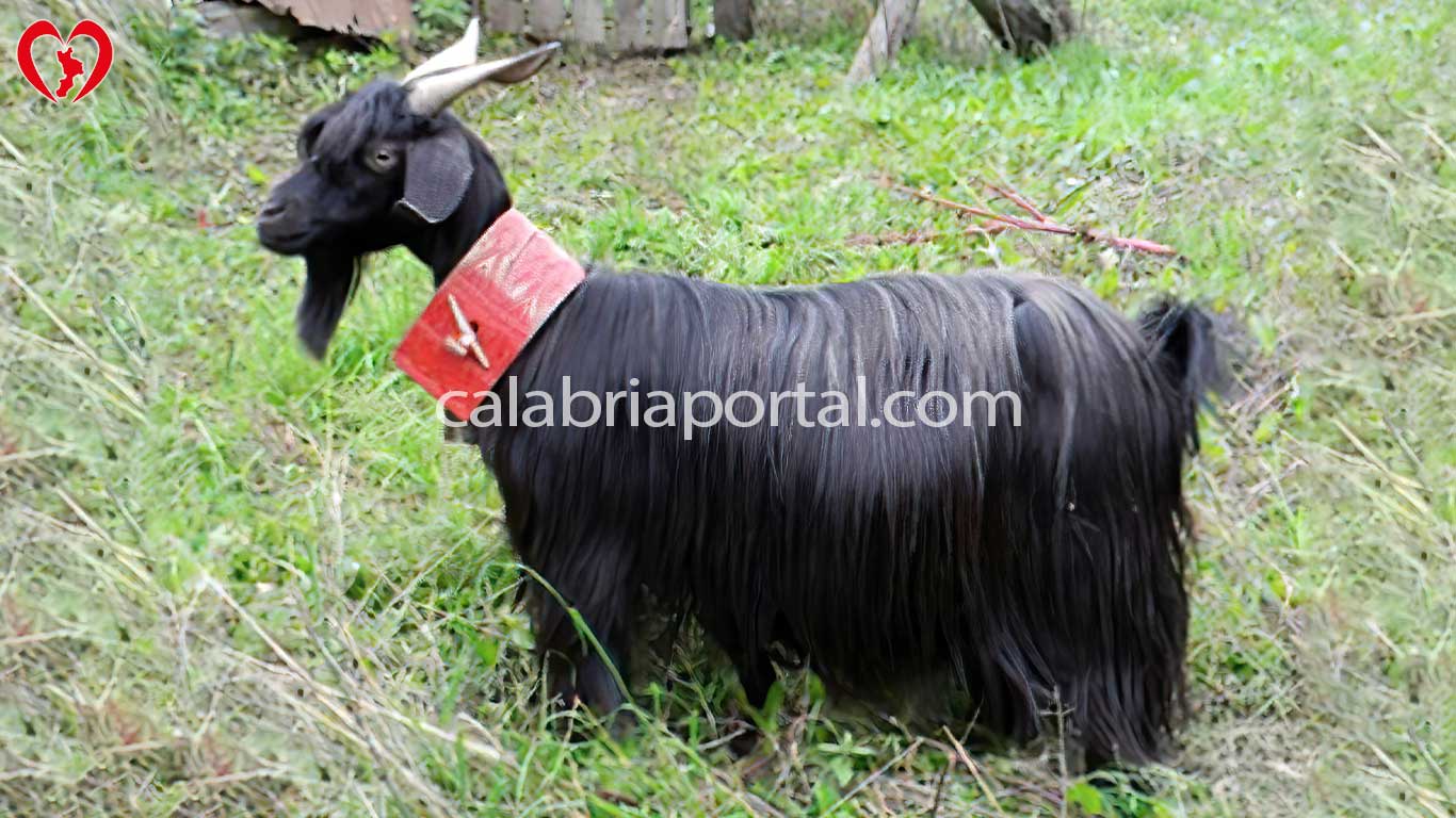 La Razza Capra Rustica di Calabria