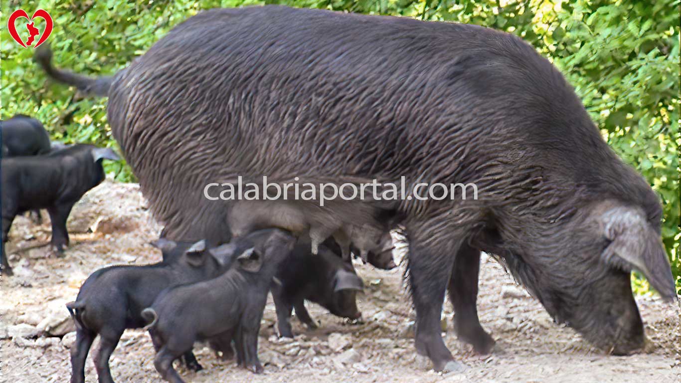 Razza Maiale Nero di Calabria Razza Maiale Nero di Calabria