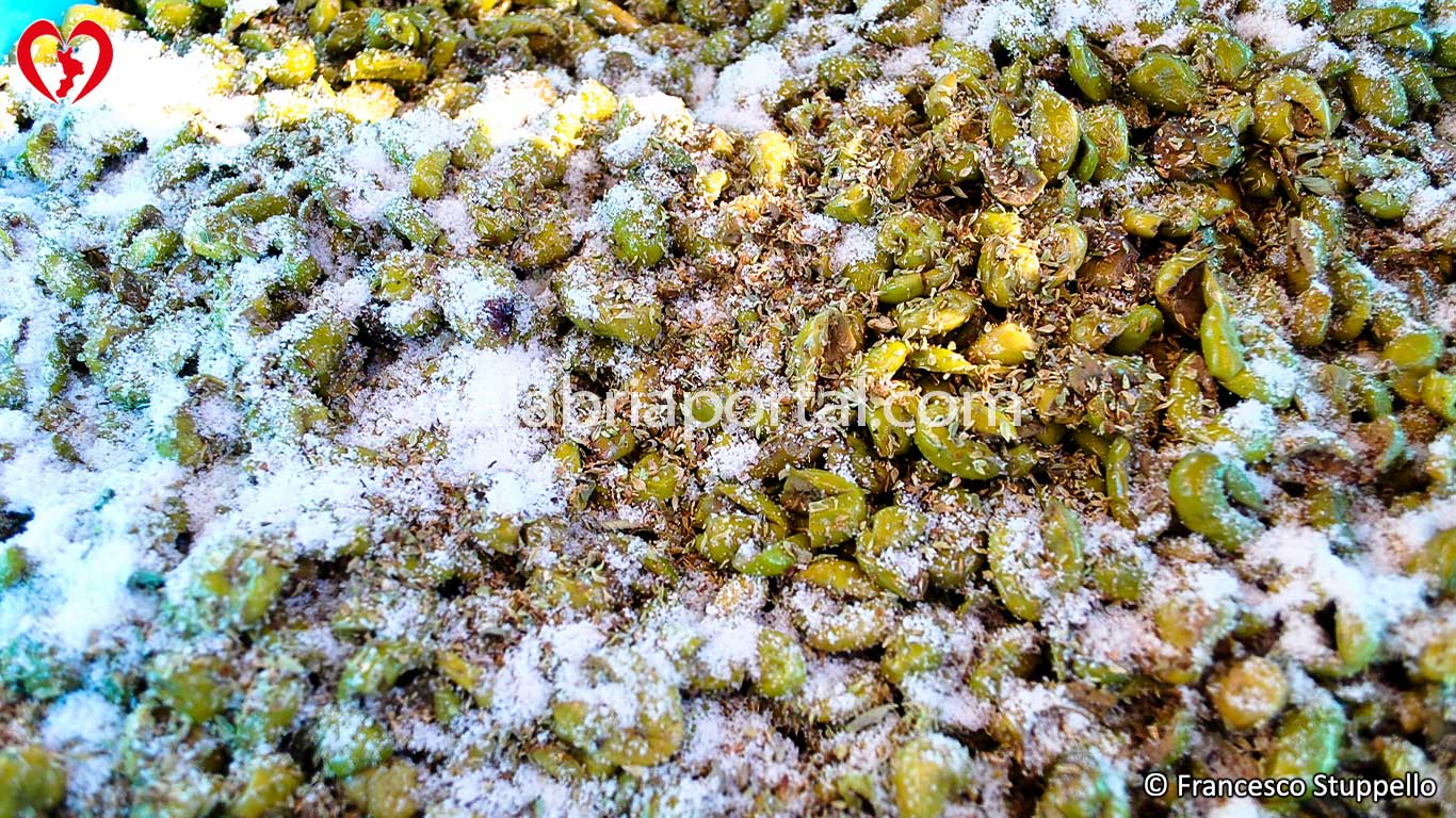 Ricetta delle Olive Schiacciate Sott'Olio alla Calabrese: Salatura Ricetta delle Olive Schiacciate Sott'Olio alla Calabrese: Salatura