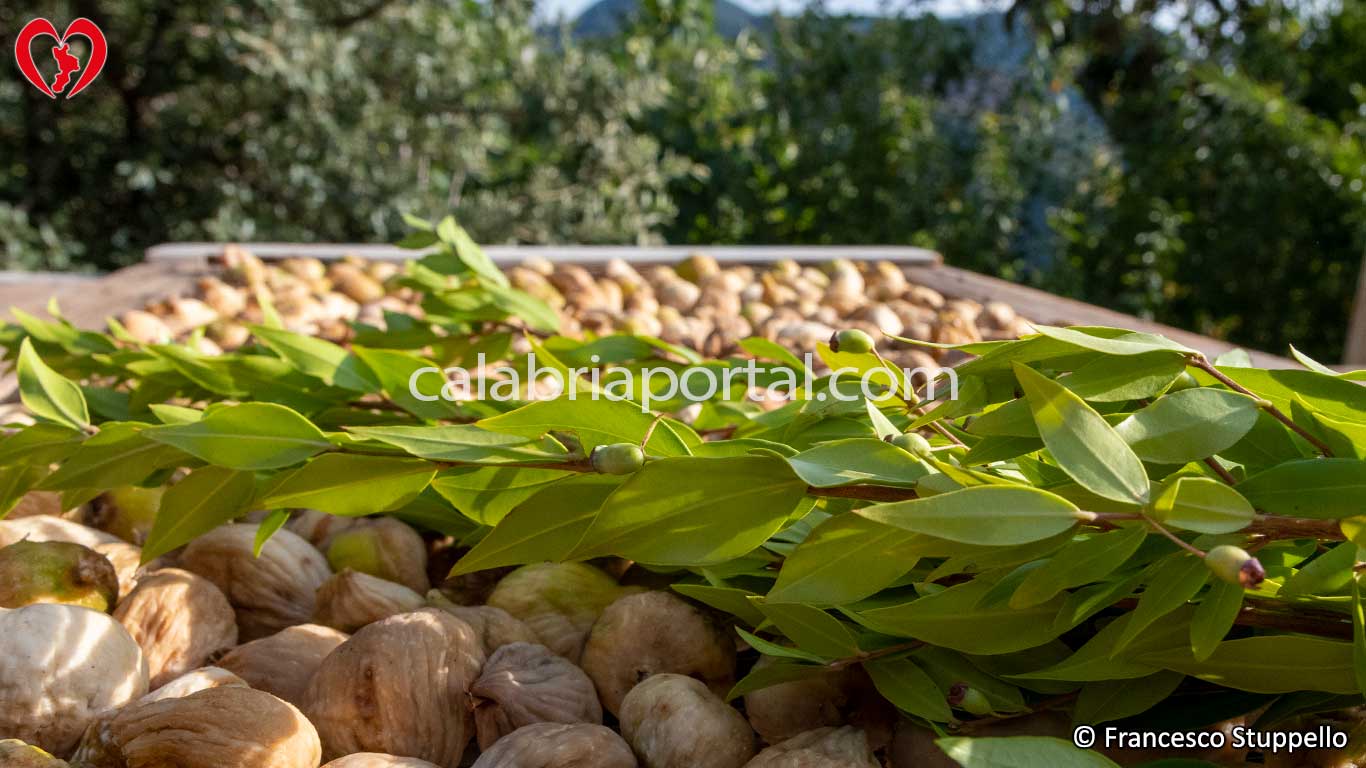 Fichi calabresi posti ad essiccare sul graticcio Fichi calabresi posti ad essiccare sul graticcio