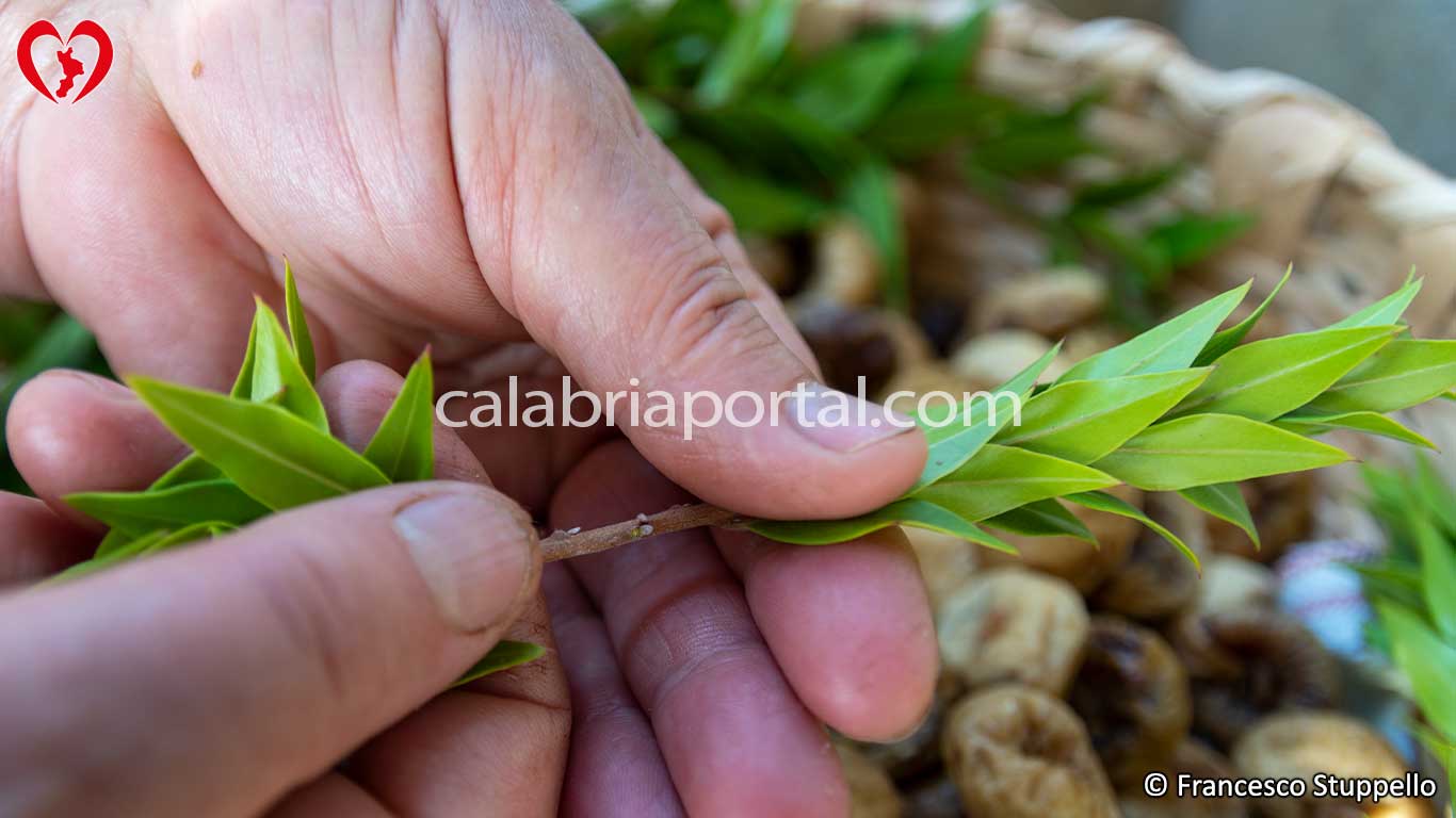 Preparazione del rametto di mirto per la corolla di fichi secchi Preparazione del rametto di mirto per la corolla di fichi secchi