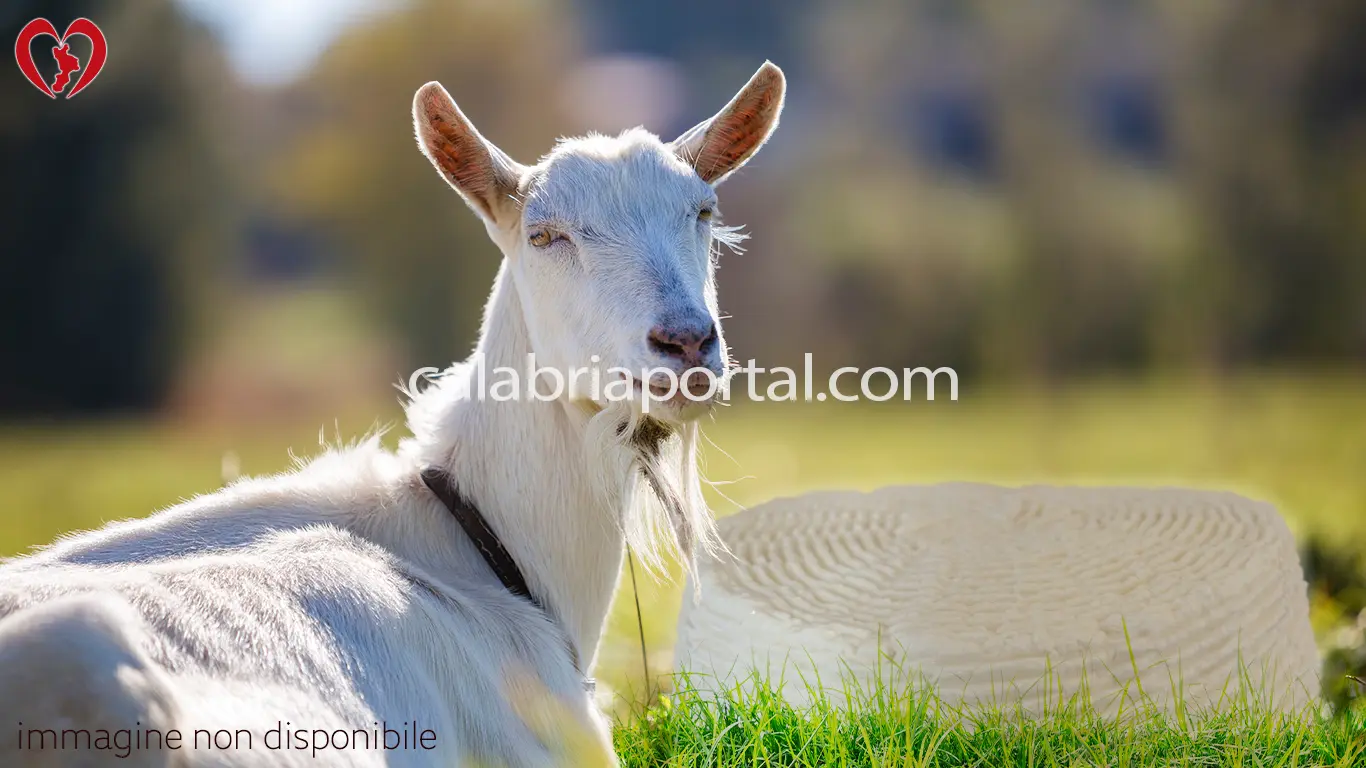 Giuncata Calabrese di Capra