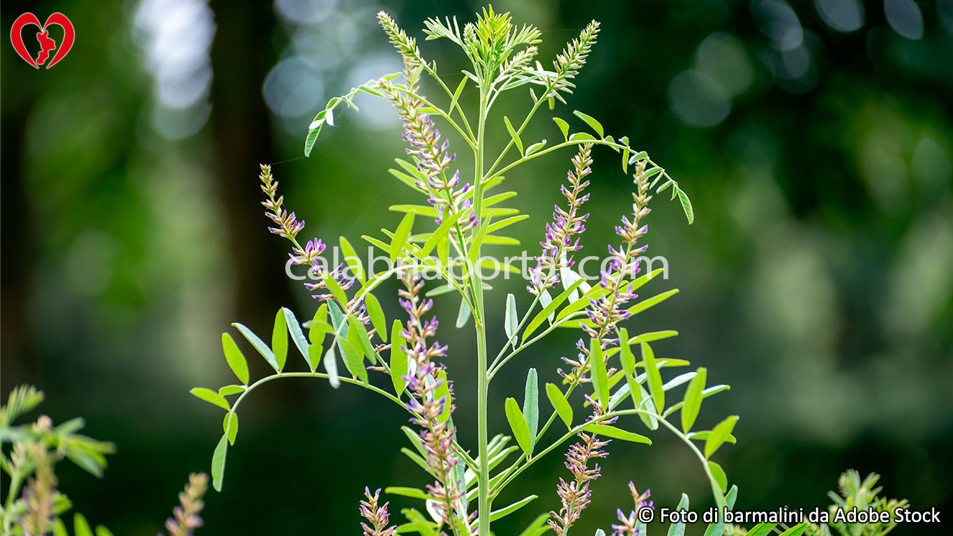 Pianta di Liquirizia (Glychirrhiza glabra)