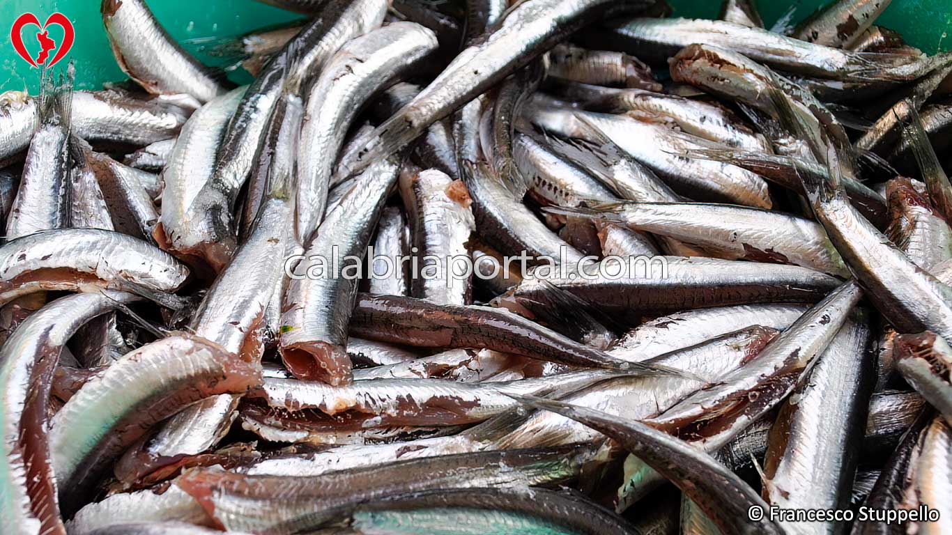 Ricetta per fare le Alici Salate: sventrate e lavate le alici Ricetta per fare le Alici Salate: sventrate e lavate le alici
