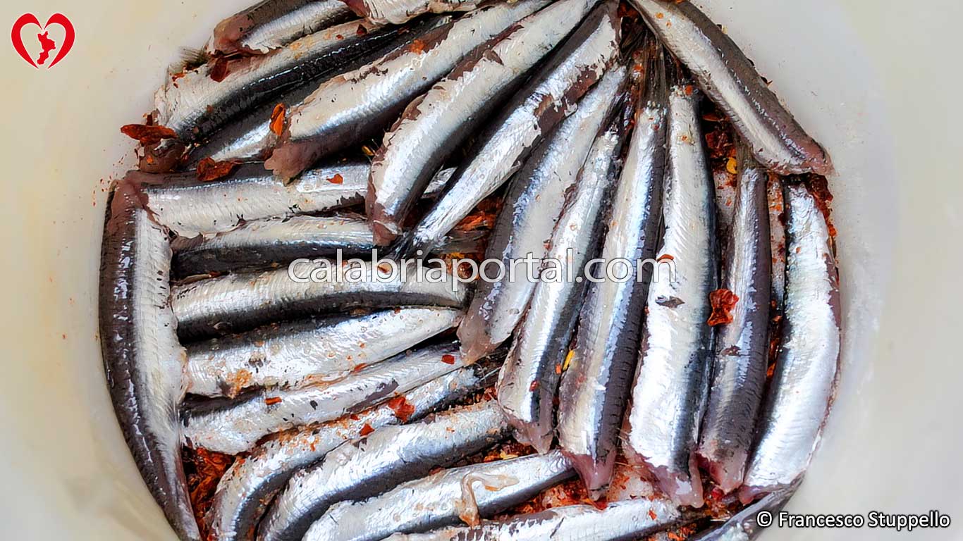 Ricetta per fare le Alici Salate: disponete le alici nel vaso Ricetta per fare le Alici Salate: disponete le alici nel vaso