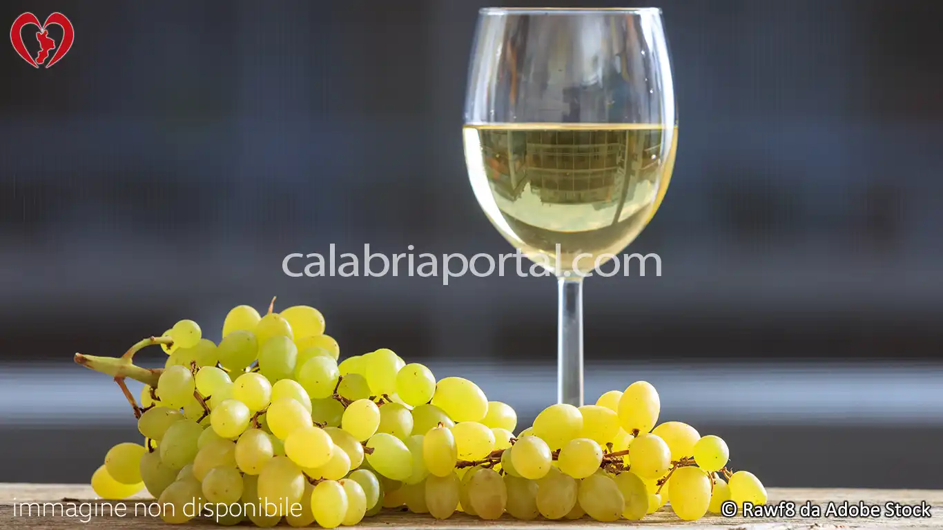 Vino Scavigna Bianco